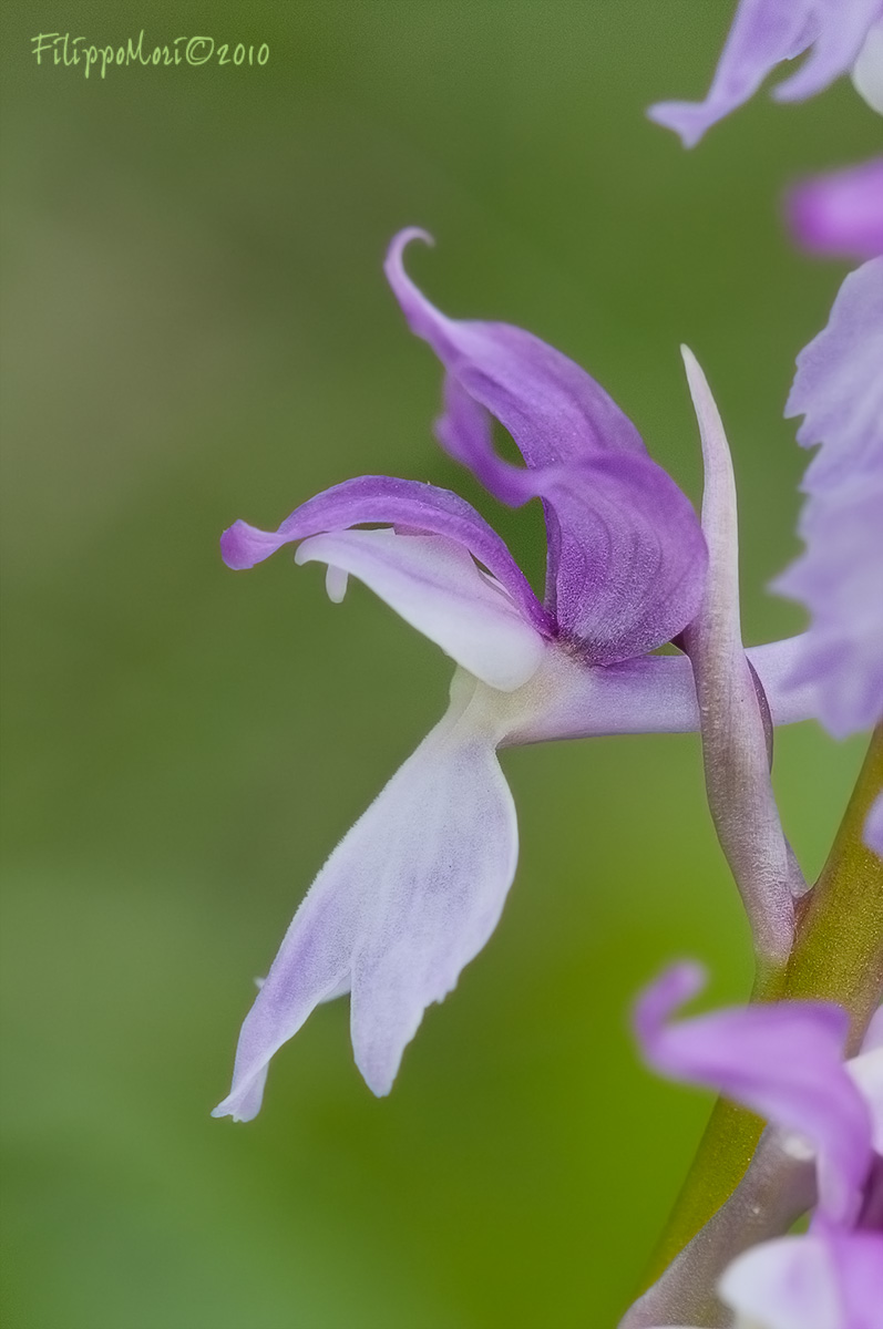 Orchis mascula (atipica)